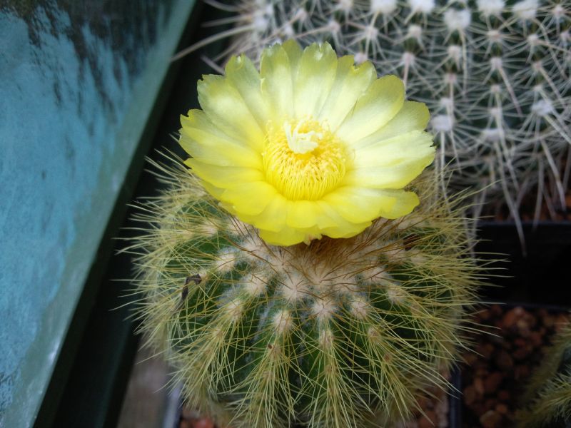 Eriocactus warasii